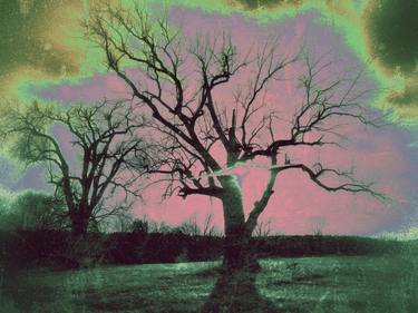 Print of Surrealism Tree Photography by Kirstie Elise Carlyle