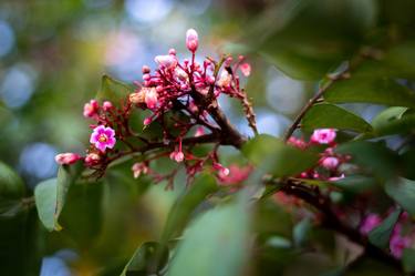 Print of Photorealism Floral Photography by arya mulya jabbar akbar