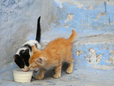 "Lovable Kitten"- Chefchaouen in Morocco thumb