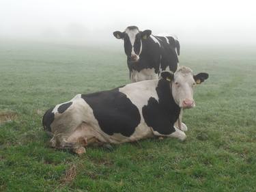 Dutch cows in morning dew thumb