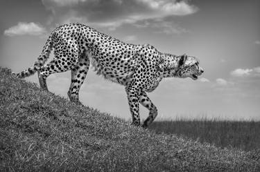 Original Fine Art Animal Photography by Michel Ghatan