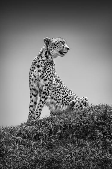 Original Fine Art Animal Photography by Michel Ghatan