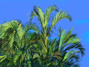 Palm leaves in a blue sky thumb