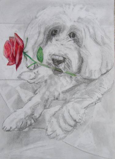 Original Portraiture Dogs Drawings by Judith Woodfield