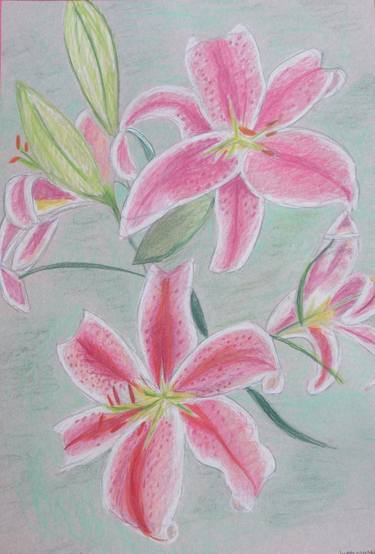Original Fine Art Botanic Drawings by Judith Woodfield