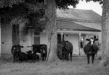 Print of Cows Photography by robin zeigler