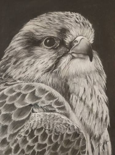 Original Animal Drawings by Brian Gibson