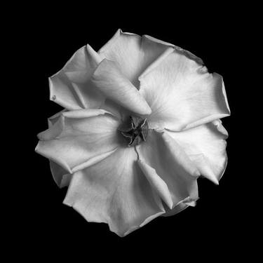 Original Floral Photography by Valerie Knight