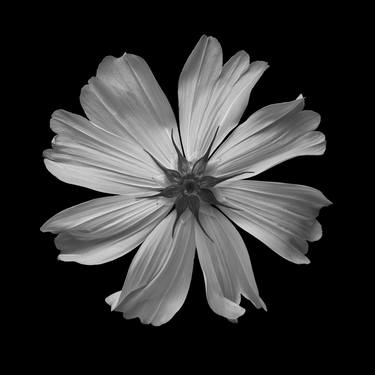 Original Photorealism Floral Photography by Valerie Knight