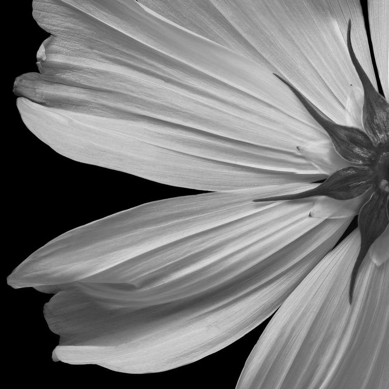 Original Photorealism Floral Photography by Valerie Knight