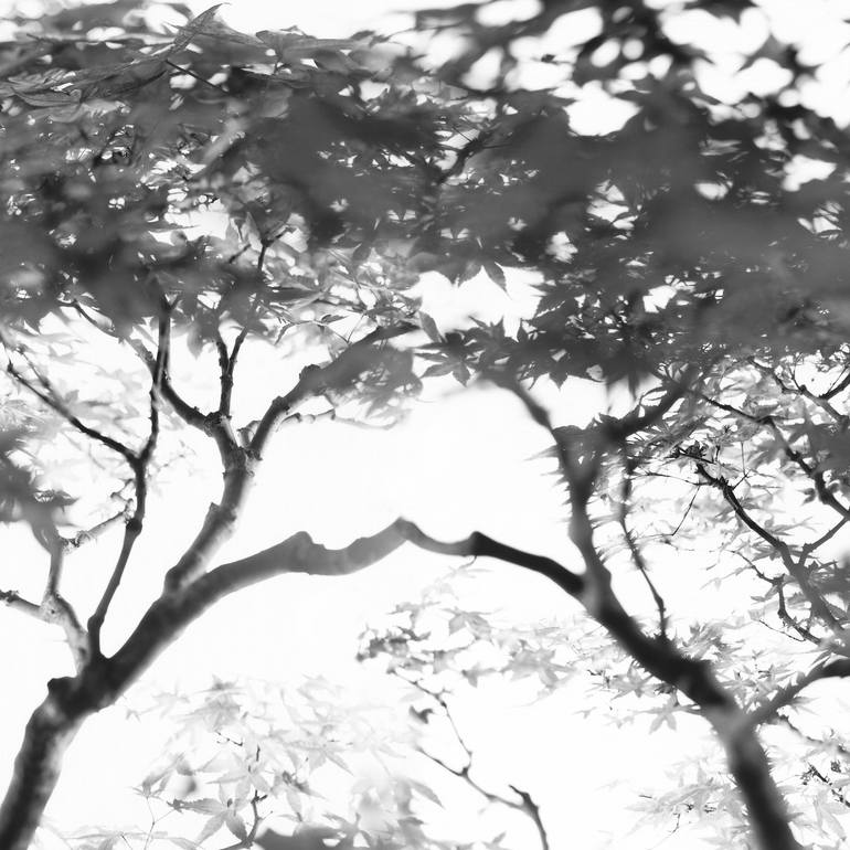 Original Photorealism Nature Photography by Valerie Knight