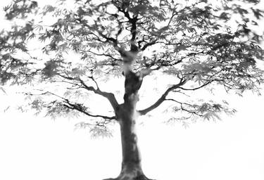 "Little Big Tree". Limited Edition of 5. Handmade silver print thumb