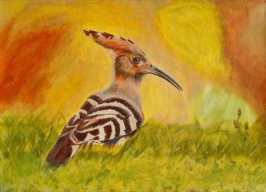 Eurasian hoopoe thumb