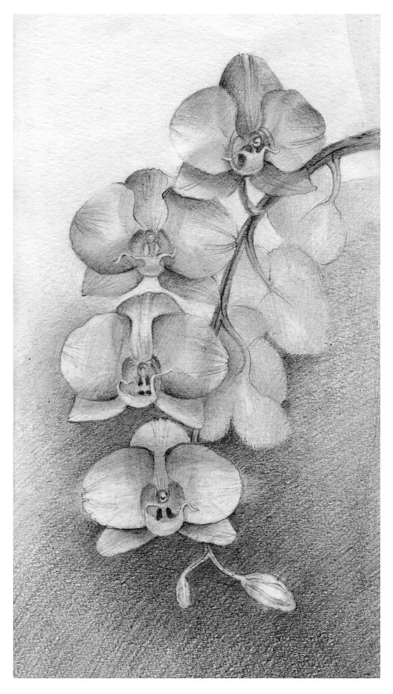 Original Floral Drawing by Alena Post
