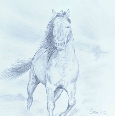 Original Portraiture Horse Drawings by Sanja Ignjatović