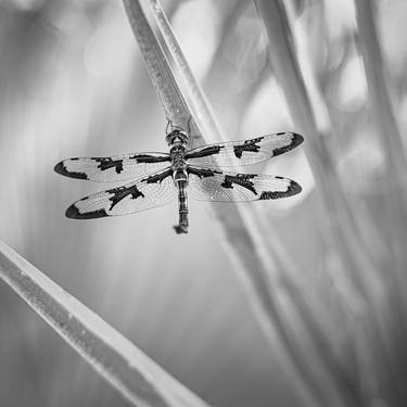 126 / dragonfly thumb