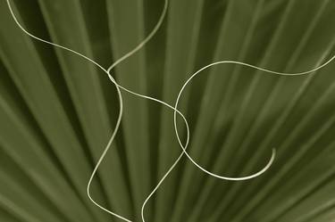 Original Impressionism Botanic Photography by Patrick Lynch