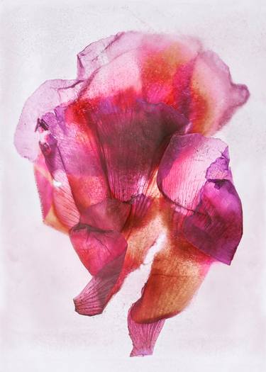Original Abstract Floral Photography by Heather Monks