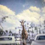 Collection Fair Director's Picks: Preview The Other Art Fair Los Angeles (Fall 2023)