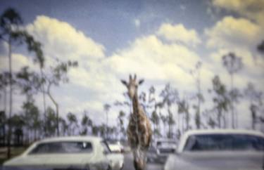 Giraffe On The Run thumb