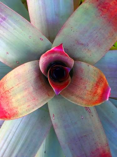 Print of Fine Art Botanic Photography by Marcelo Magalhães