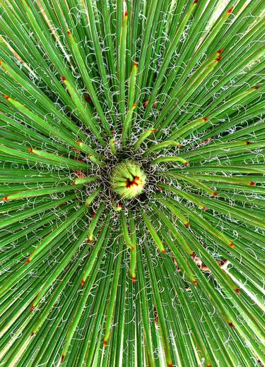 Original Botanic Photography by Marcelo Magalhães