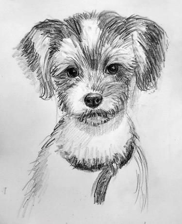 Biewer Terrier Dog sketch thumb