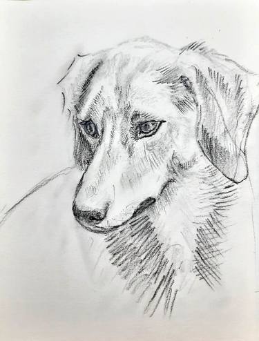 Jack Russel Terrier pencil portrait thumb