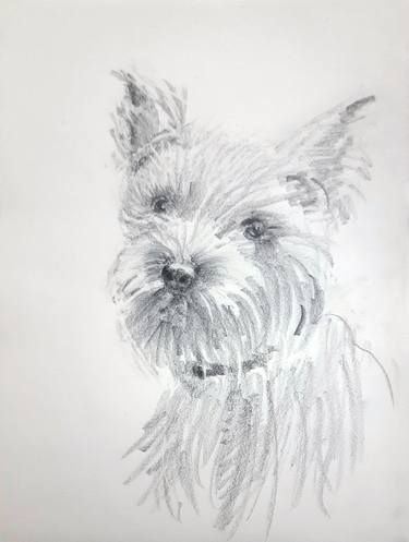 Original Illustration Dogs Drawings by Asha Shenoy