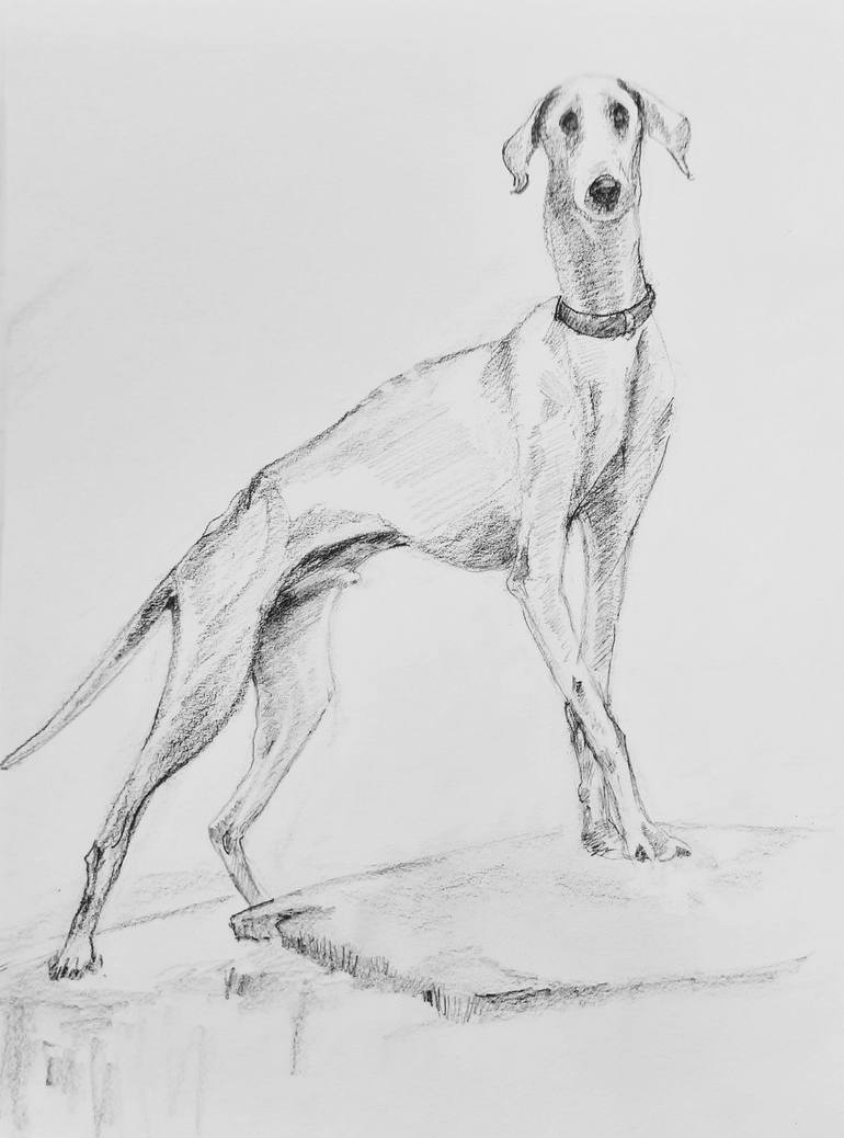 Original Animal Drawing by Asha Shenoy 