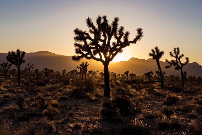 Sunset at Joshua Tree 02 Photography by Mark Greathouse | Saatchi Art