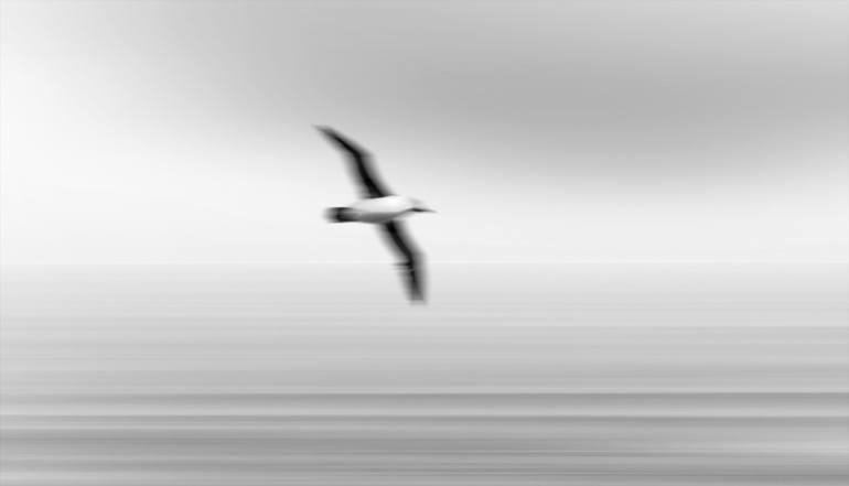 Original Photorealism Nature Photography by Lenticular Photo Art
