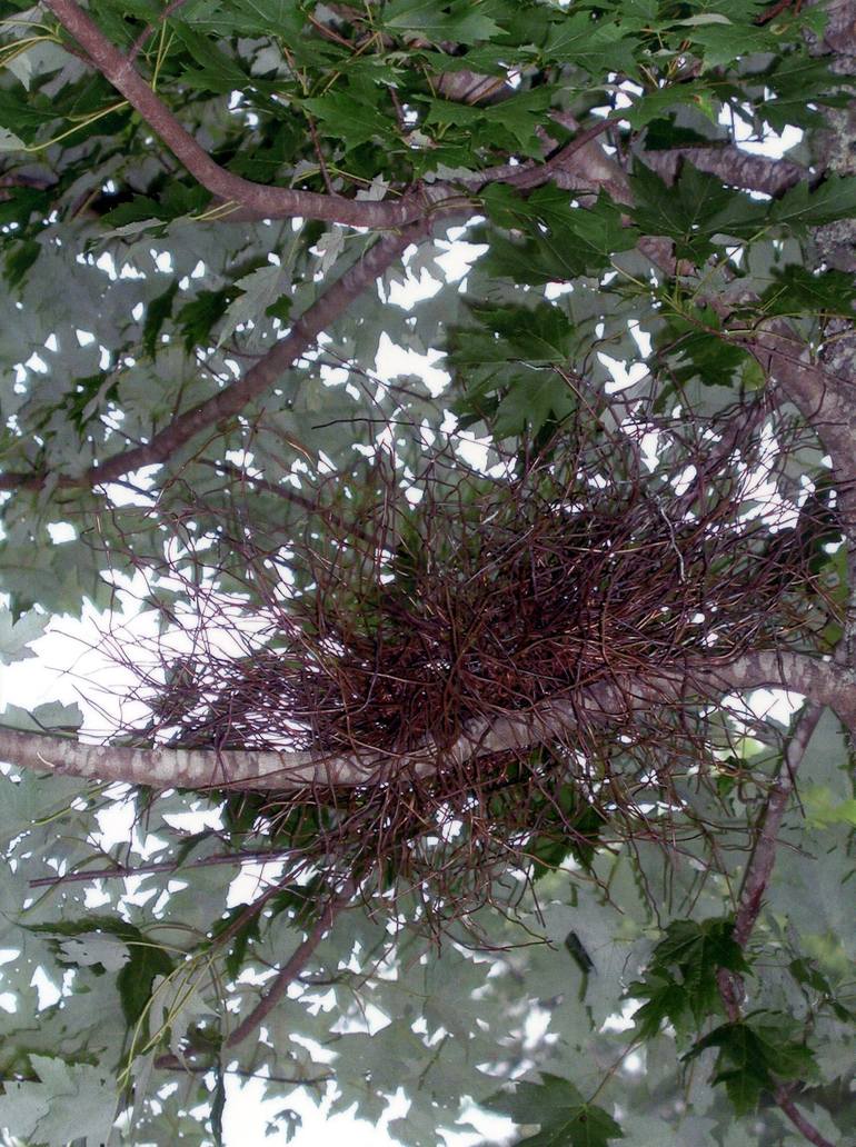 Original Nature Installation by Elizabeth Miller Mccue