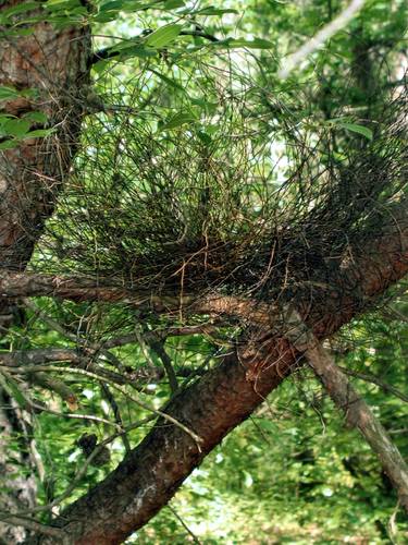 Original Nature Installation by Elizabeth Miller Mccue