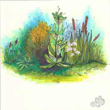 Original Illustration Floral Drawings by Elena Karlson