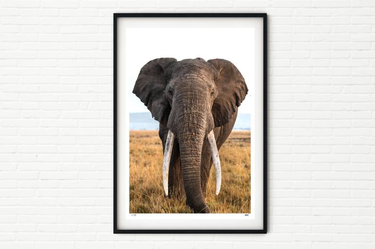 Original Black & White Animal Photography by Matthew Williams-Ellis