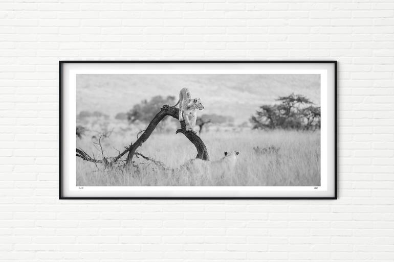 Original Black & White Animal Photography by Matthew Williams-Ellis