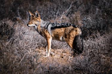 Print of Documentary Animal Photography by Mark Callanan