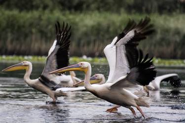 Print of Documentary Animal Photography by Grigore ROIBU