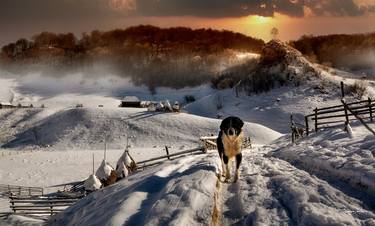 Print of Animal Photography by Grigore ROIBU