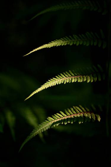 Original Minimalism Botanic Photography by Anna Liubakova