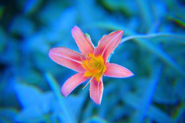 Original Floral Photography by J Love Images