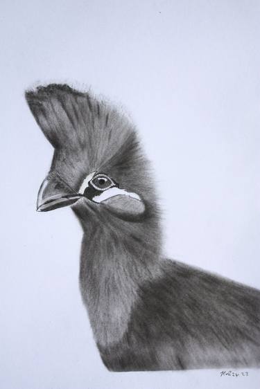 Original Animal Drawings by Kobus van Zyl