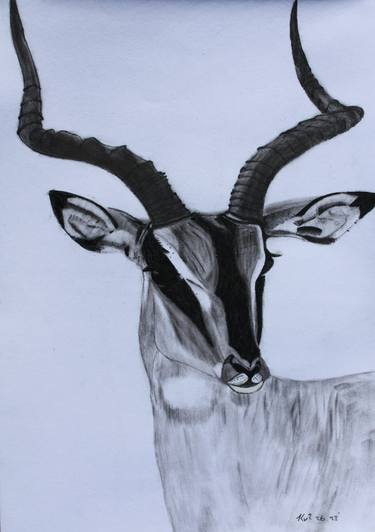 Original Expressionism Animal Drawings by Kobus van Zyl