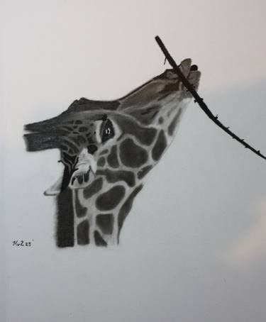 Original Animal Drawings by Kobus van Zyl