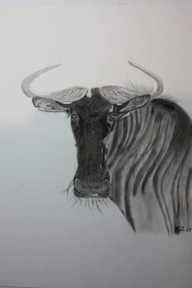 Original Animal Drawings by Kobus van Zyl