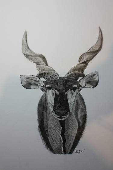 Original Animal Drawings by Kobus van Zyl