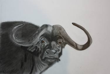 African Buffalo thumb