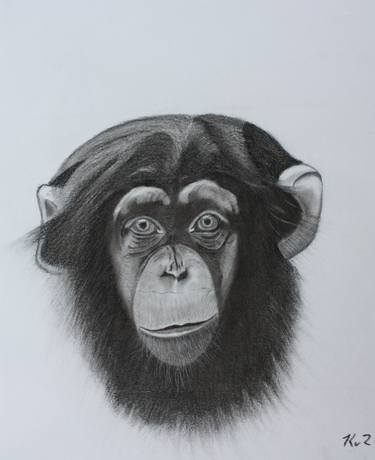 Original Animal Drawing by Kobus van Zyl