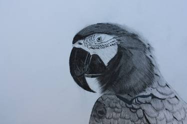 Original Animal Drawings by Kobus van Zyl